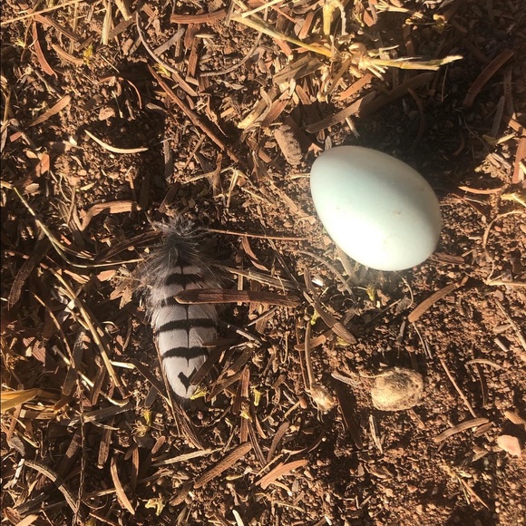 Meet your Posher, Kris - Picture 4 of 5